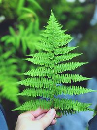 Close-up of hand holding plant leaf
