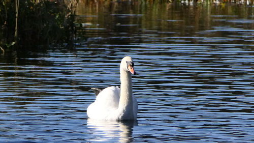 Swan swimming in lake