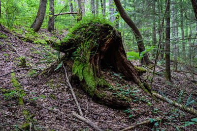 Trees in forest