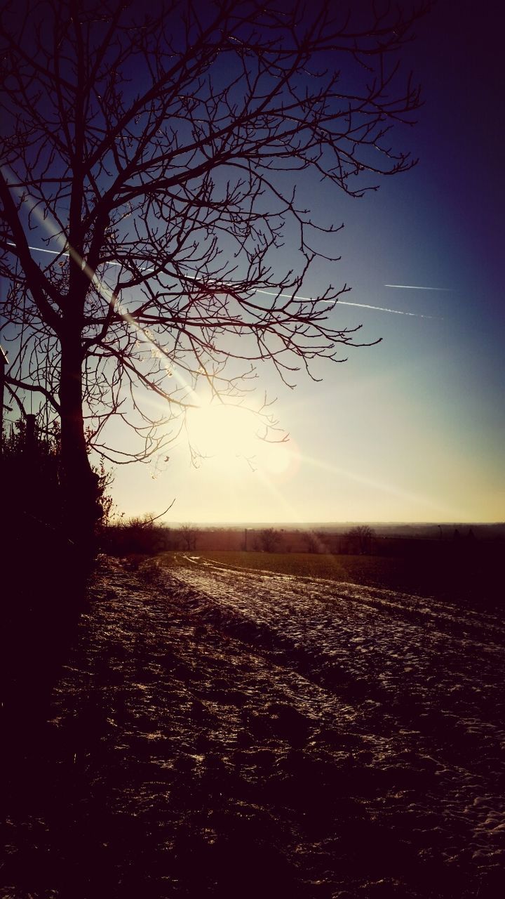 tree, silhouette, tranquil scene, tranquility, scenics, bare tree, clear sky, landscape, beauty in nature, nature, sunset, sky, branch, copy space, field, dusk, idyllic, non-urban scene, outdoors, no people