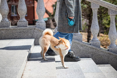 Young red shiba inu dog in a red collar goes down the stairs of a stone staircase next to its owner