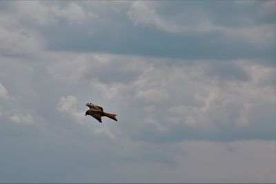 Low angle view of bird flying against cloudy sky