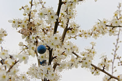 Close-up of bee on cherry blossom