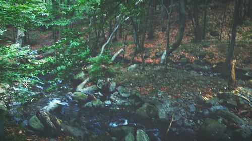 Trees in forest