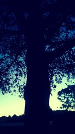 Low angle view of silhouette tree against sky