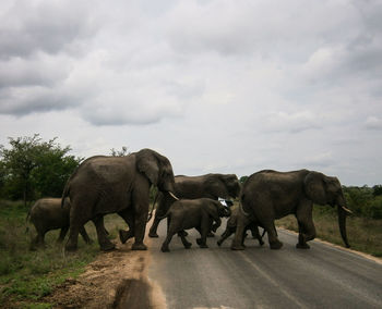 View of elephant walking on road against sky