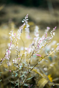 Close-up of purple flowering plant on field