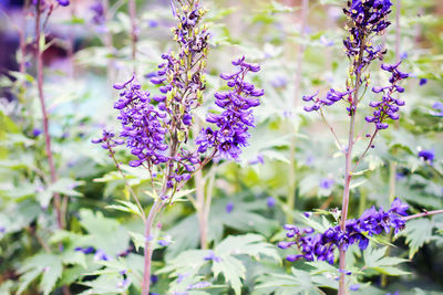 Close-up of purple flowering plants