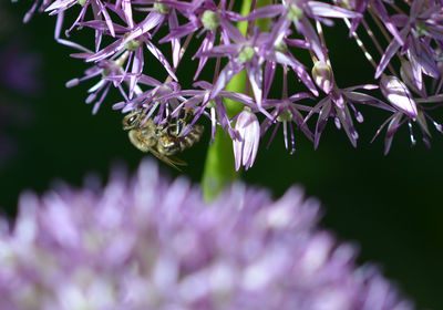 Close-up of insect on purple flowering plant