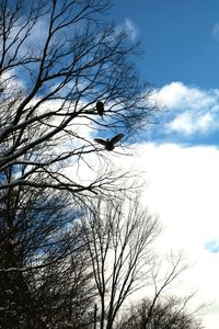 Low angle view of silhouette bird perching on bare tree against sky