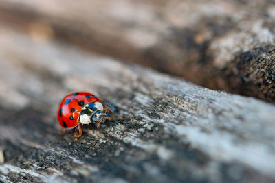 Close-up of ladybug