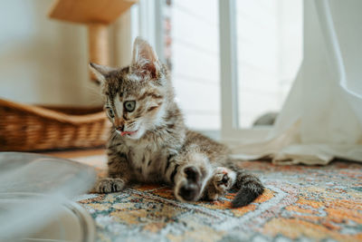 Close-up of kitten relaxing on bed at home