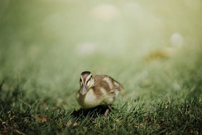 View of an animal on grass