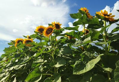 Low angle view of fresh green plants against sky