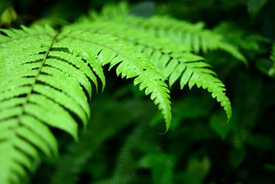 Close-up of fern leaves