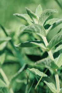 Close-up of mint plant