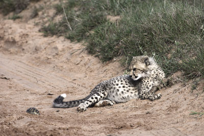 Cheetah cub lying on dirt road