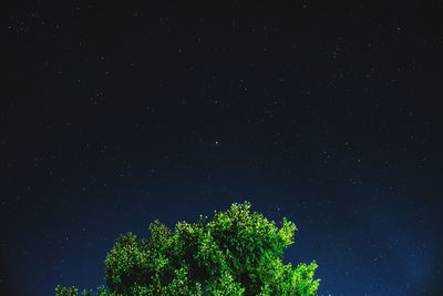 Low angle view of trees against sky at night