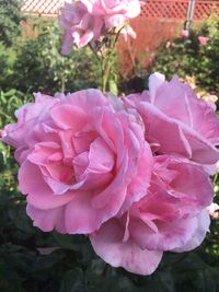 Close-up of pink rose flower