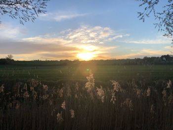 Scenic view of field against sky during sunset