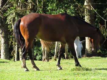 Horse grazing in a field