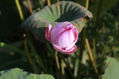 Close-up of pink lotus water lily