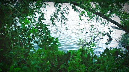 Plants swimming in lake