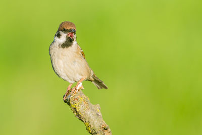 Close-up of bird perching on a branch