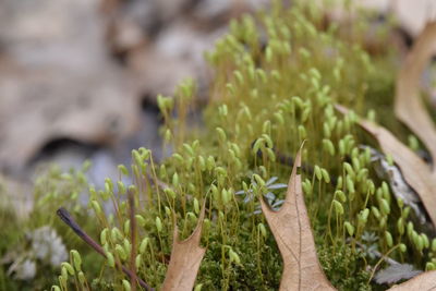 Close-up of flowering plants on land