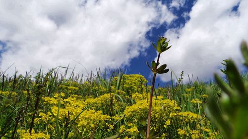 Scenic view of field against cloudy sky