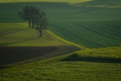 Scenic view of agricultural field