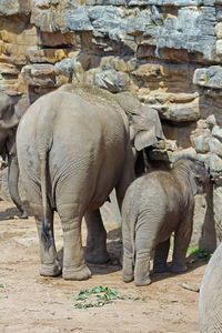 Rear view of elephant with calf in zoo