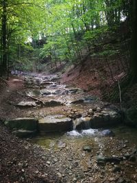 Stream flowing in forest