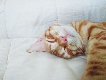 Close-up of cat sleeping on bed