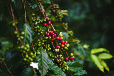 Close-up of berries growing on tree