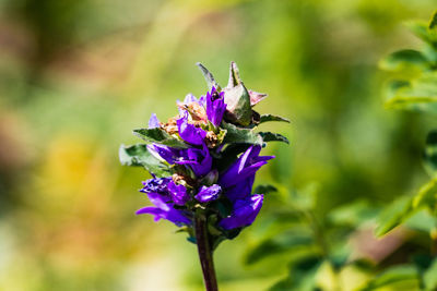 Close-up of bee on purple flower