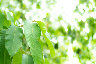 Close-up of leaves on tree