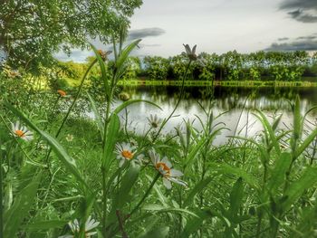 Close-up of plants by lake against sky