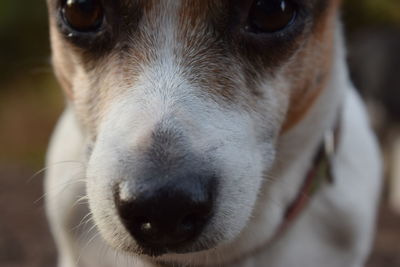 Close-up portrait of dog