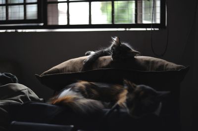 Cat sleeping on sofa at home