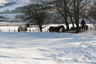 Dog on snow covered trees