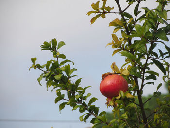 Close-up of pomegranate on tree against sky