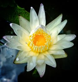 Close-up of water lily blooming outdoors