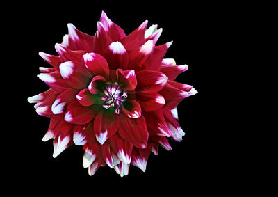 Close-up of pink rose against black background