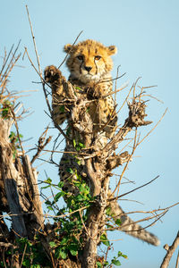 Cheetah cub stands in bush watching camera