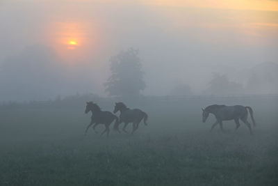 Horses in a field