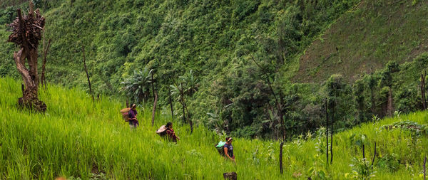 Farmers carrying baskets on shoulder while walking amidst plants in field0