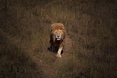 Lion running on the grass