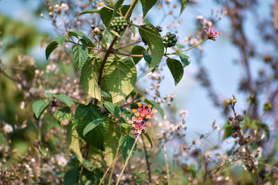 Close-up of flowering plant