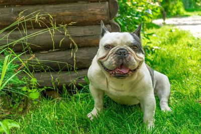 Portrait of dog on grass